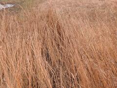 Cyperus fastigiatus