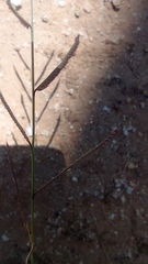 Bouteloua barbata