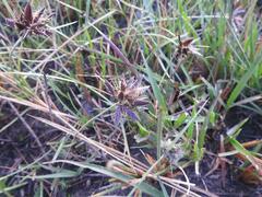 Cyperus mundii