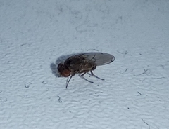 Gitona distigma