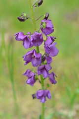 Verbascum phoeniceum