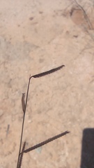 Bouteloua barbata