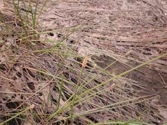 Eleocharis limosa