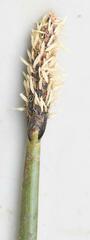 Eleocharis limosa