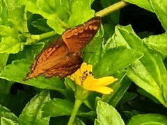 Junonia hedonia