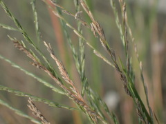 Eleusininae