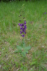 Verbascum phoeniceum