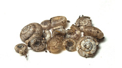 Scelidoropa officeri