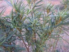 Gomphocarpus