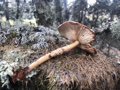 Rhodocollybia