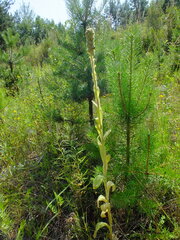 Verbascum