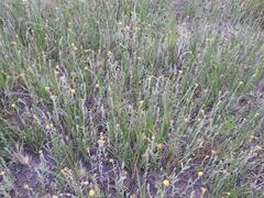 Helichrysum aureonitens