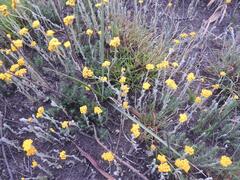 Helichrysum aureonitens