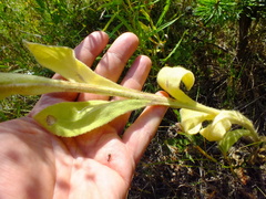 Verbascum