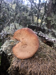 Rhodocollybia