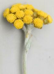 Helichrysum aureonitens