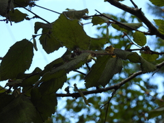 Corylus cornuta