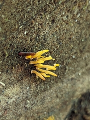 Calocera furcata
