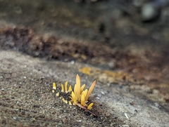 Calocera furcata