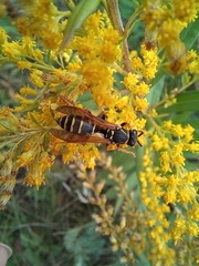 Polistes nimpha