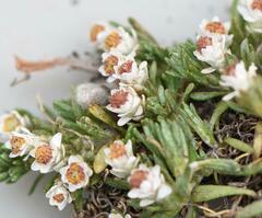 Helichrysum caespititium