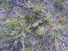 Hermannia transvaalensis