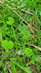 Hydrocotyle hirta