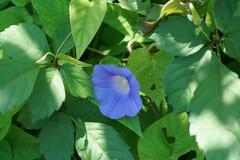 Ipomoea hederacea integriuscula