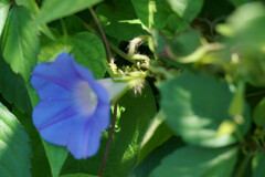 Ipomoea hederacea integriuscula