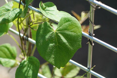 Ipomoea hederacea integriuscula