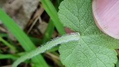 Hydrocotyle hirta