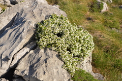 Daphne alpina