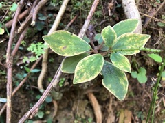 Peperomia leptostachya