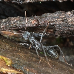 Myrmecia pyriformis