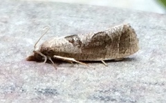 Pelochrista similiana