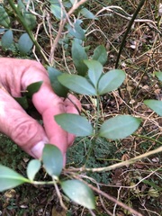 Pandorea jasminoides