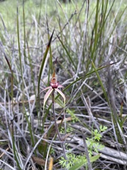 Caladenia lowanensis