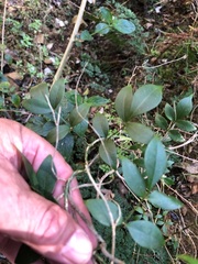 Pandorea jasminoides