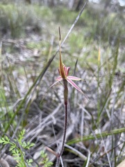 Caladenia lowanensis