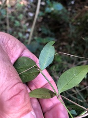 Pandorea jasminoides