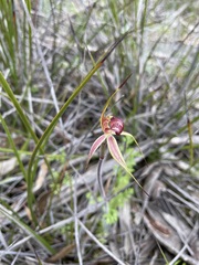 Caladenia lowanensis