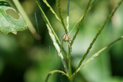 Neoscona adianta