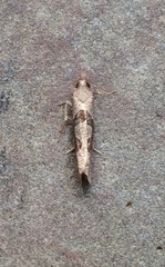 Pelochrista similiana