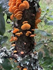 Favolaschia calocera