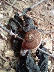 Ariophanta exilis