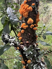 Favolaschia calocera
