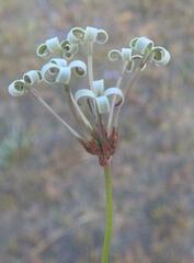 Kohautia amatymbica