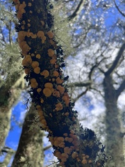 Favolaschia calocera