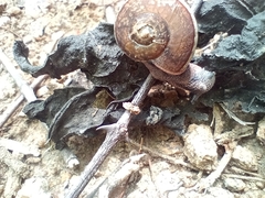 Ariophanta exilis