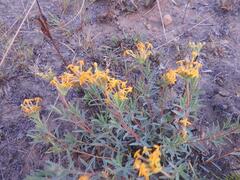 Lasiosiphon capitatus